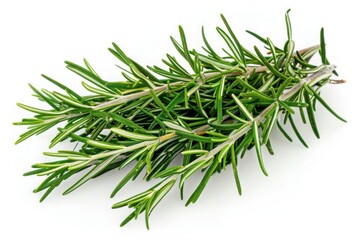 Fototapeta premium A fresh bunch of rosemary sprigs with needle-like leaves, isolated on a pure white background
