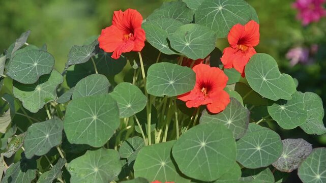 Nasturtium flowers blooming plant under bright sun light