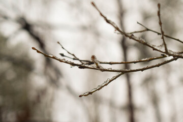 snow covered branches