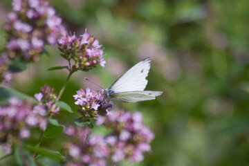butterfly on a flower