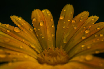 water drops on a yellow flower