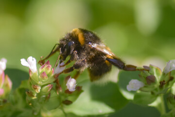 bee on a flower