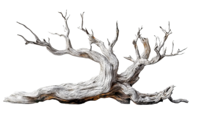 Old white dead tree branch isolated on transparent