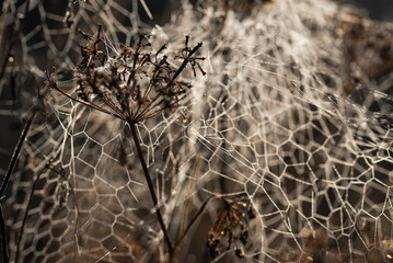 Pajęczyna w rosie o świcie na polu, łące. 