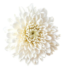 chrysanthemum flower on a white background
