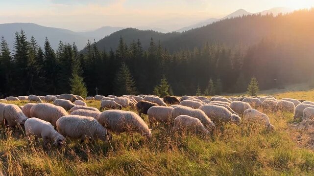 Ukraine, Carpathians - mountains, pasture, Transcarpathia - sheep at sunset walk through forests fields along a dirt road to a farm for milk and cheese production. Gorgany and Chornohora, Goverla.