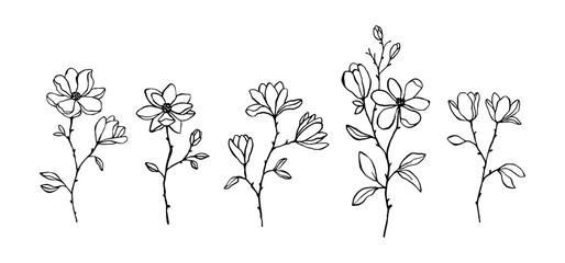 Set of line art vector magnolia branches and buds isolated on white. Elegant hand drawn floral elements for decorative design, prints, wedding invitation. Lovely linear magnolia flowers. Botanical set