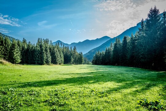 Alpine meadow in the Austrian Alps