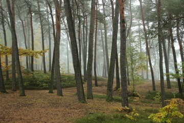 Fog in the autumn forest. Nowhere to be seen