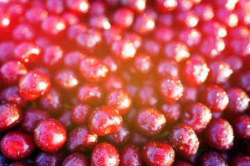 Cherry with drops water, background, texture. Lots of cherries on sunset. Cherry background. Beautiful Red berries background. Delicious Cherry berry background. Bunch of red cherries in bright light
