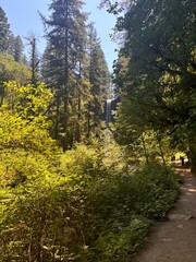 footpath in the woods