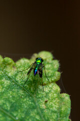 long-legged flies