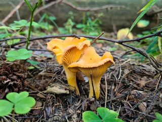 Chanterelle mushrooms in the forest