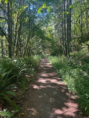 path in the woods