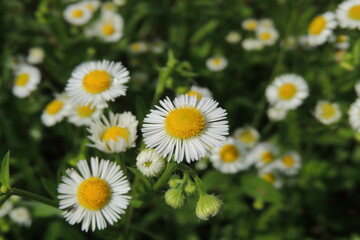 daisies in a field
