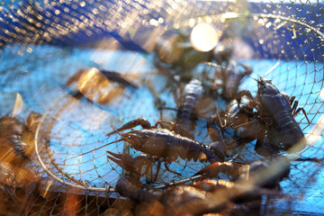 Crayfish in fisherman's traps on lake. Catching crayfish, crabs, lobster. Caught crayfish on river while fishing. Illegal crayfish traps found as poachers caught. Fishing rights on river.