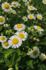 daisies in a garden