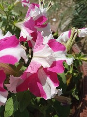 Beautiful white and pink flower