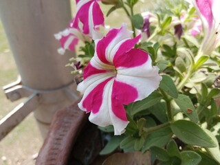 Beautiful white and pink flower