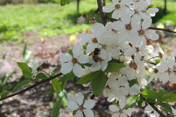 tree blossom