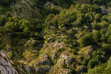 Rocky Hillside with Forest Trees Mountain Landscape