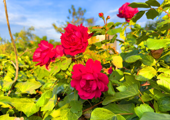 Red flowers in the garden. Red roses background