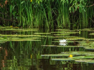 Water lily on the pond