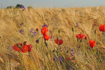 poppy in the field
