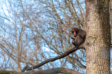 Monkey eating food while standing on a branch in a tree
