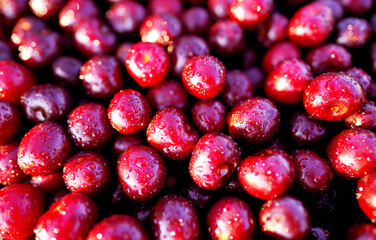 Cherry with drops water, background, texture. Lots of cherries on sunset. Cherry background. Beautiful Red berries background. Delicious Cherry berry background. Bunch of red cherries in bright light