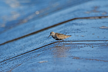 Dunlin over the Baltic Sea