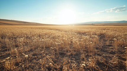 Fototapeta premium A wide shot of an empty field, with dry and brown grasses, and a bright sun in the background.