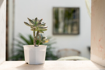 Succulent plant in white pot on ledge.