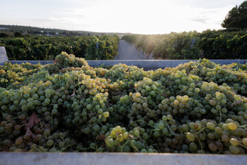 vendimia de uva palomino fino en Jerez 