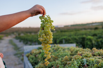 Racimo de uva palomino de Jerez en la mano 
