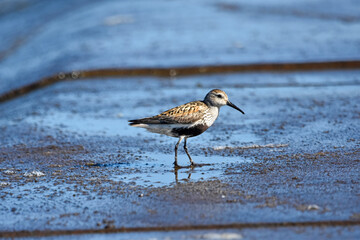 Dunlin over the Baltic Sea