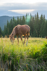 Obraz premium landscape in the mountains a horse grazes on the grass