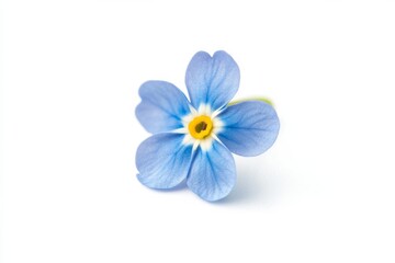 Fototapeta premium This delicate forget-me-not flower features vibrant blue petals and a striking yellow center, beautifully displayed against a clean white background