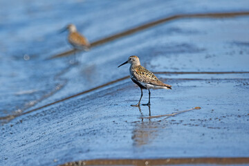Dunlin over the Baltic Sea
