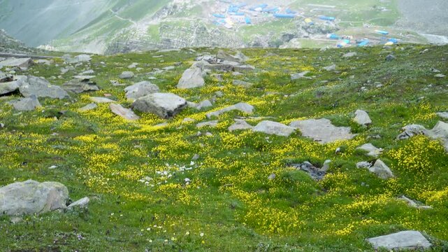 A picturesque meadow in the upper Himalayan region of Himachal Pradesh, Chamba, showcasing rare flowers and unique flora. Perfect for highlighting the natural beauty of India's Valley of Flowers.