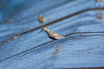 Dunlin over the Baltic Sea