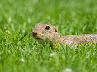 A European ground squirrel in a meadow in spring