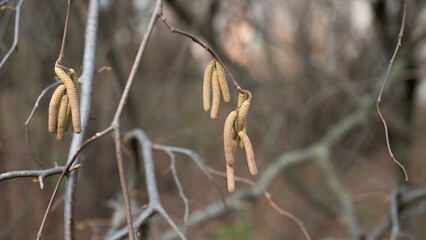 Close-up of yellow flowering hazelnut catkins on blurred background . Selective focus on single catkins