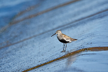 Dunlin over the Baltic Sea