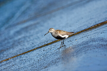 Dunlin over the Baltic Sea