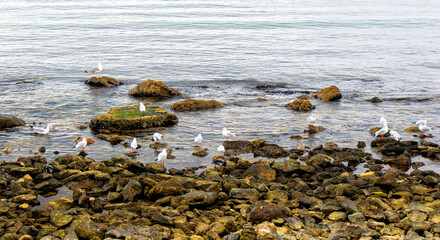 seagulls in the rocky beach