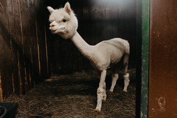 Funny portrait of curly llama or alpaca with crooked teeth on black background
