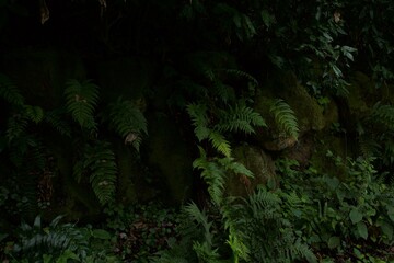 真夏の舞岡公園の風景　神奈川県戸塚区舞岡町
