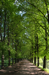 Saint-Petersburg. An alley in the shade of trees