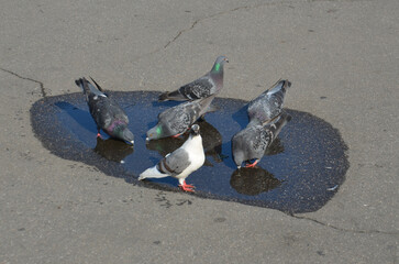 голуби пьют воду из лужи
pigeons drink water from a puddle
